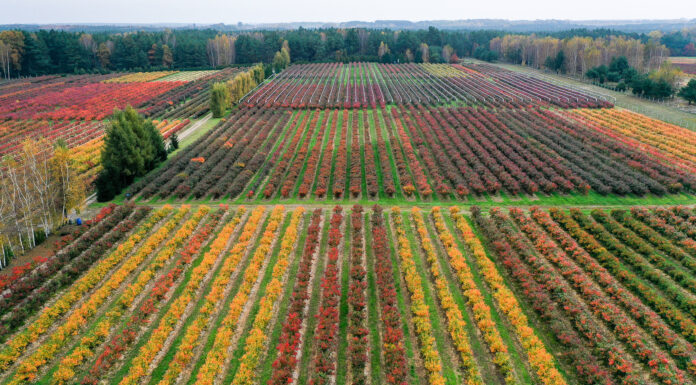 Trzy zarazy które nawiedziły plantatorów borówki w sezonie 2020