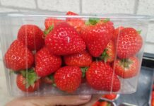 Odmiana truskawek Duchesse nadaje się do uprawy także w chłodniejszych klimatach