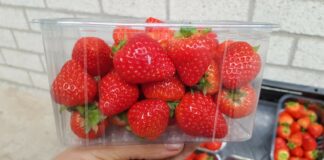 Odmiana truskawek Duchesse nadaje się do uprawy także w chłodniejszych klimatach