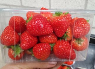 Odmiana truskawek Duchesse nadaje się do uprawy także w chłodniejszych klimatach