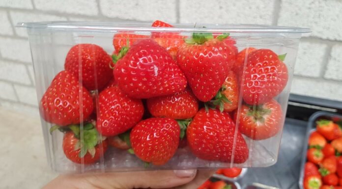 Odmiana truskawek Duchesse nadaje się do uprawy także w chłodniejszych klimatach