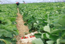 Technologia firmy Calfert w projekcie „Truskawki w tunelach” flair calfert