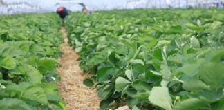 Technologia firmy Calfert w projekcie „Truskawki w tunelach” flair calfert