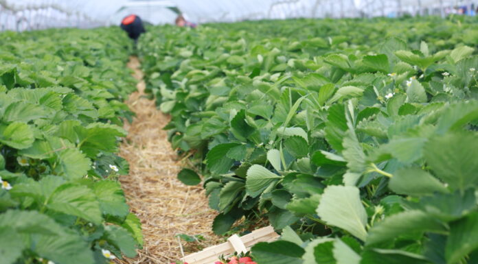Technologia firmy Calfert w projekcie „Truskawki w tunelach” flair calfert
