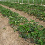 Flair_mwb_ 2019 (2)flair_calfert