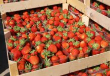 Zadbaj o #cennyowoc. Ruszyła kampania dla producentów upraw sadowniczych truskawka