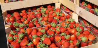 Zadbaj o #cennyowoc. Ruszyła kampania dla producentów upraw sadowniczych truskawka