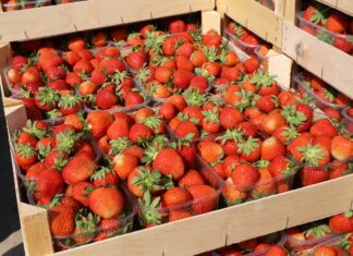Zadbaj o #cennyowoc. Ruszyła kampania dla producentów upraw sadowniczych truskawka