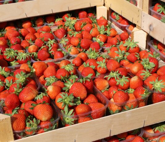 Zadbaj o #cennyowoc. Ruszyła kampania dla producentów upraw sadowniczych truskawka