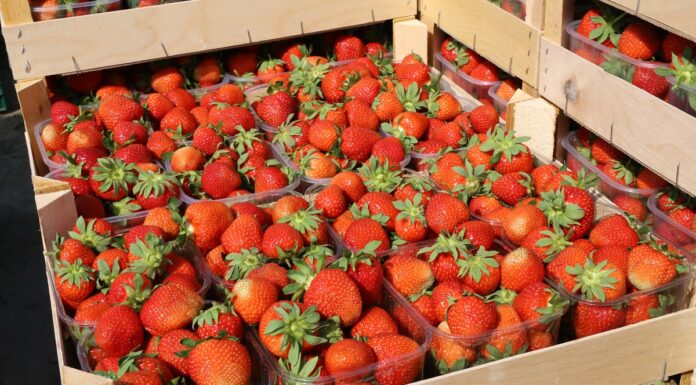 Sezon 2020 okiem ekonomisty (cz. 1) – truskawki truskawka