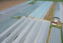 Agrowłókniny na plantacjach truskawek zimą – co warto wiedzieć? agrowłóknina