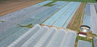 Agrowłókniny na plantacjach truskawek zimą – co warto wiedzieć? agrowłóknina