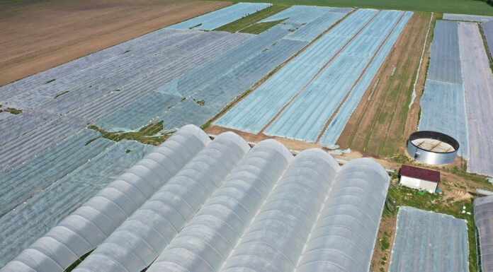 Agrowłókniny na plantacjach truskawek zimą – co warto wiedzieć? agrowłóknina