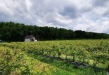 Borówkowa produkcja w Rumunii