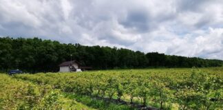 Borówkowa produkcja w Rumunii