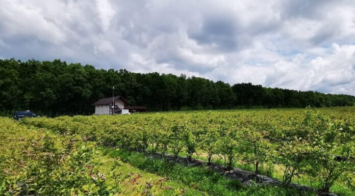 Borówkowa produkcja w Rumunii