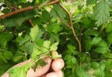 Przygotowanie roślin do zimy (cz. II)