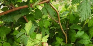 Przygotowanie roślin do zimy (cz. II)