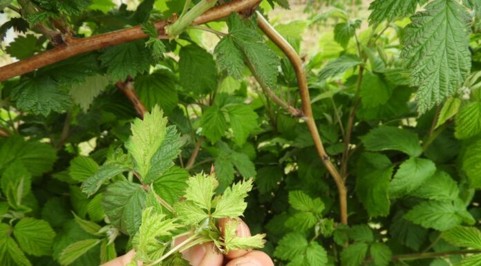 Przygotowanie roślin do zimy (cz. II)