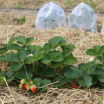 ozdobnik_IMG_7264JAGODNIK_7_20