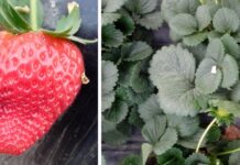 Tarcza antygrzybowa, ekologiczna i bez nalotu w jagodowych serifel, szara pleśń, truskawka