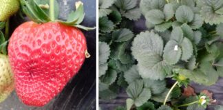 Tarcza antygrzybowa, ekologiczna i bez nalotu w jagodowych serifel, szara pleśń, truskawka