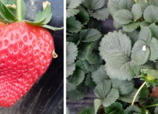 Tarcza antygrzybowa, ekologiczna i bez nalotu w jagodowych serifel, szara pleśń, truskawka