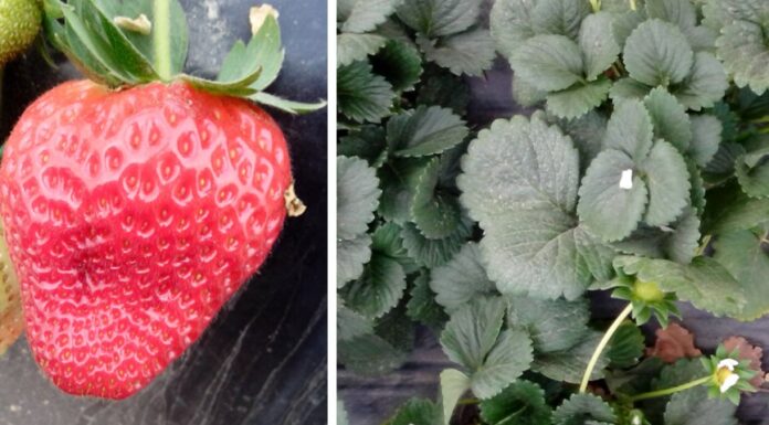 Tarcza antygrzybowa, ekologiczna i bez nalotu w jagodowych serifel, szara pleśń, truskawka