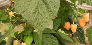 Konkurs na nazwę żółtej odmiany malin żółta malina