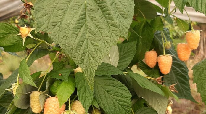 Konkurs na nazwę żółtej odmiany malin żółta malina