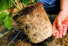 Maliny uprawiane w podłożach kokosowych. FILM maliny w doniczkach