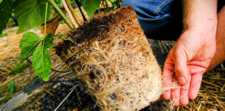 Maliny uprawiane w podłożach kokosowych. FILM maliny w doniczkach