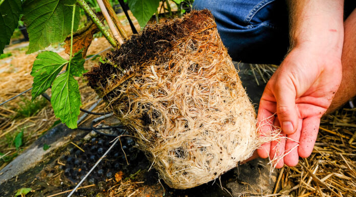 Maliny uprawiane w podłożach kokosowych. FILM maliny w doniczkach