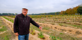 Plantacja borówki na lekkich mineralnych glebach. Co warto zrobić?