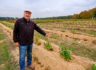 Plantacja borówki na lekkich mineralnych glebach. Co warto zrobić?