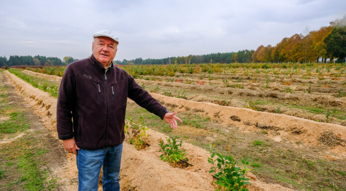 Plantacja borówki na lekkich mineralnych glebach. Co warto zrobić?