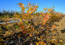 Borówkowe Factory jesienią – podsumowanie sezonu. FILM