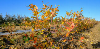 Borówkowe Factory jesienią – podsumowanie sezonu. FILM