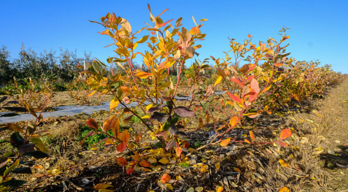 Borówkowe Factory jesienią – podsumowanie sezonu. FILM