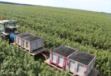 Porzeczki czarnej będzie bardzo mało w tym roku!