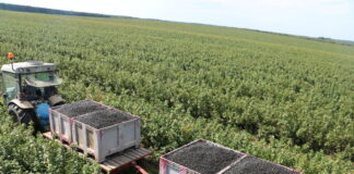 Porzeczki czarnej będzie bardzo mało w tym roku!