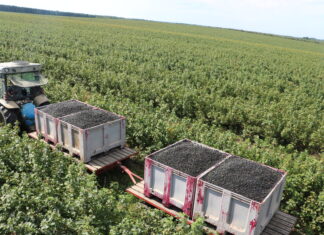 Porzeczki czarnej będzie bardzo mało w tym roku!