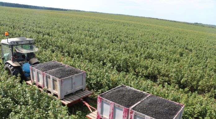 Rynkiem owoców przemysłowych rządzą wyłącznie emocje