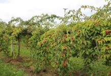 Sezon 2020 okiem ekonomisty (cz. V) – jagodowe nisze i borówka wysoka