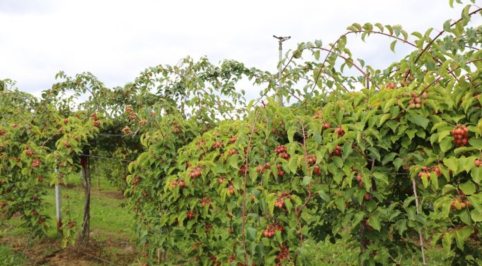 Sezon 2020 okiem ekonomisty (cz. V) – jagodowe nisze i borówka wysoka