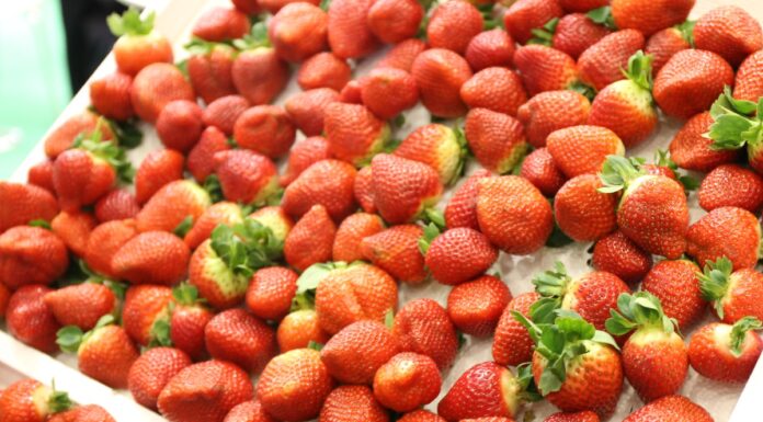 Meksyk największym światowym eksporterem truskawki truskawka