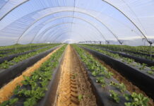 Znaczący wzrost kosztów produkcji owoców jagodowych w Hiszpanii truskawka