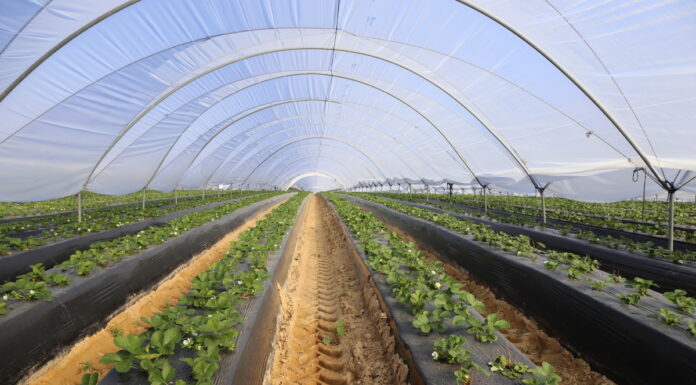 Areał truskawek i jeżyn bez zmian, więcej borówek, mniejsza produkcja malin zimą – doniesienia z Hiszpanii truskawka