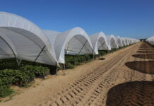 W Hiszpanii – będzie mniej malin, ale więcej truskawek i borówek