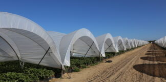 W Hiszpanii – będzie mniej malin, ale więcej truskawek i borówek